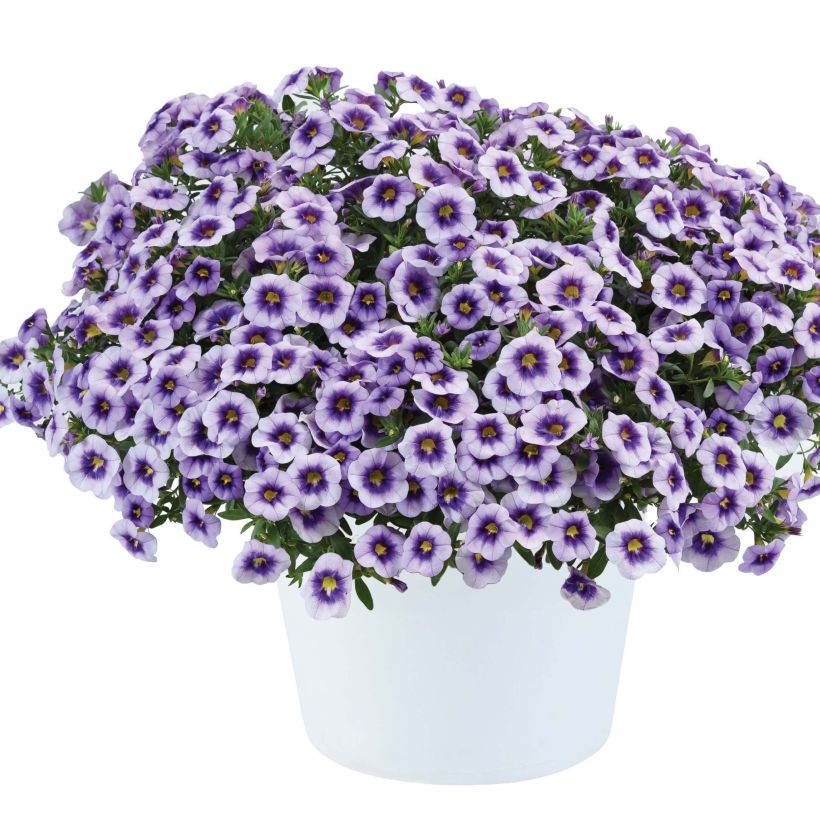 Calibrachoa Eyeconic Purple - Mini petunia (Groeiplaats)
