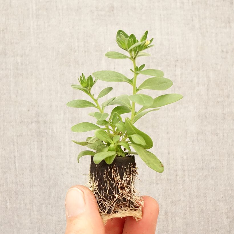 Exemplaar van Calibrachoa Lia Spark Pink - Mini petunia Mini-mot Ø 3/4 cm zoals geleverd in de lente