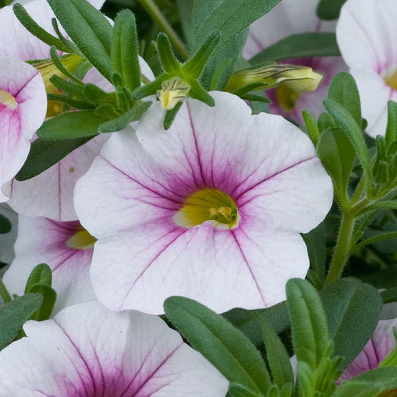 Calibrachoa Noa Almond Blossom - Mini petunia (Bloei)