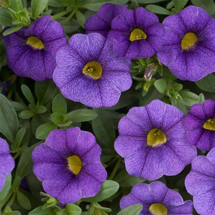 Calibrachoa Superbells Unique Blue Violet - Mini petunia (Bloei)