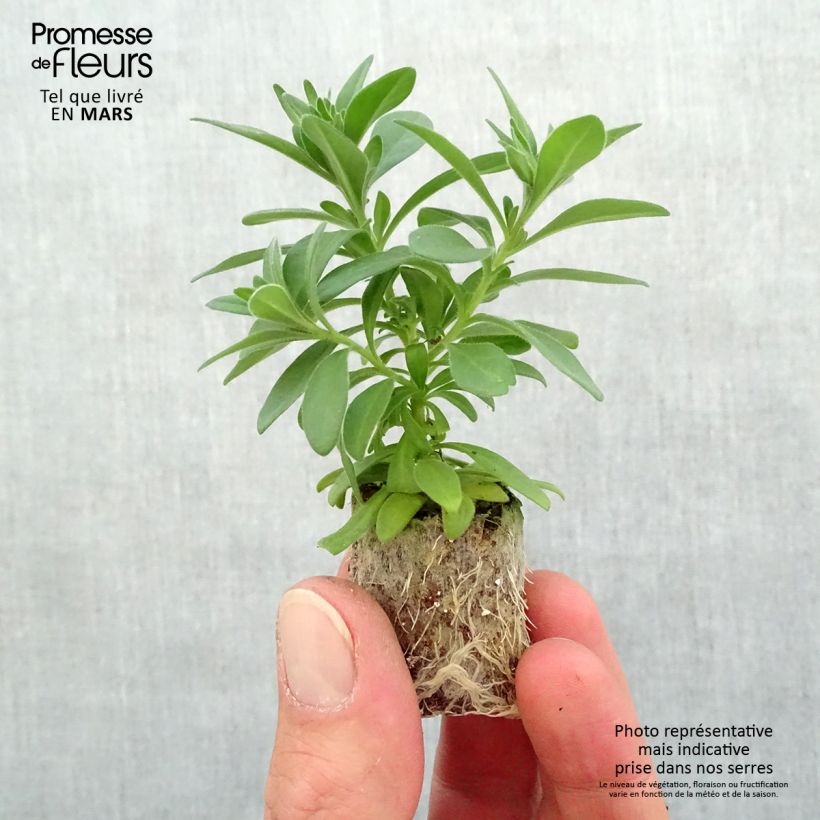 Exemplaar van Calibrachoa Ombre Pink - Mini petunia Mini-mot Ø 3/4 cm zoals geleverd in de lente