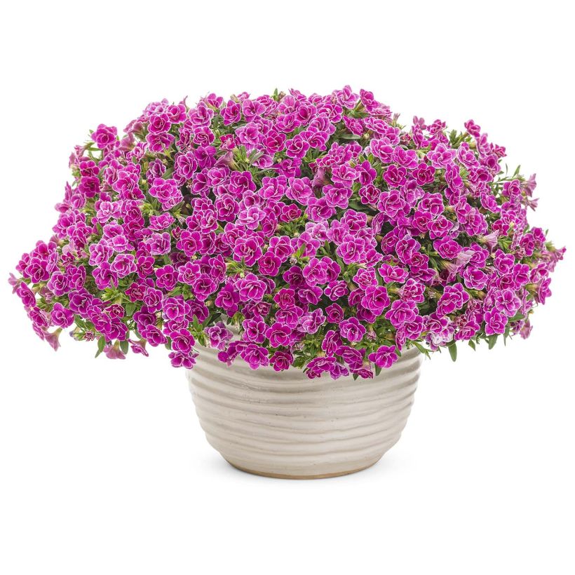 Calibrachoa Superbells Sweet Love - Mini petunia (Groeiplaats)