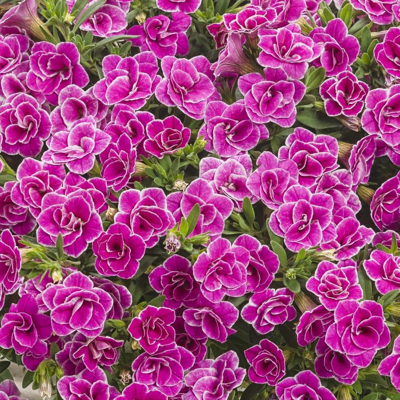 Calibrachoa Superbells Sweet Love - Mini petunia (Bloei)