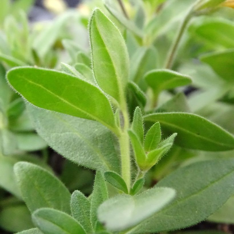 Calibrachoa Superbells Unique Mango Punch (Blad)