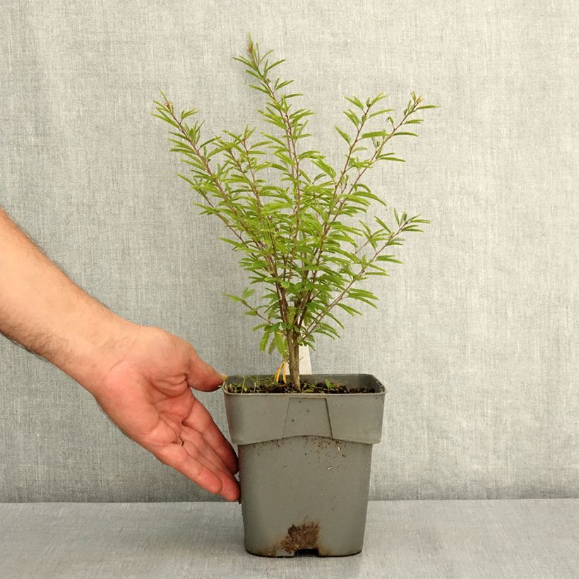 Exemplaar van Calliandra surinamensis Dixie Pink - Surinaamse poederkwast Pot van 2 l/3 l zoals geleverd in de zomer