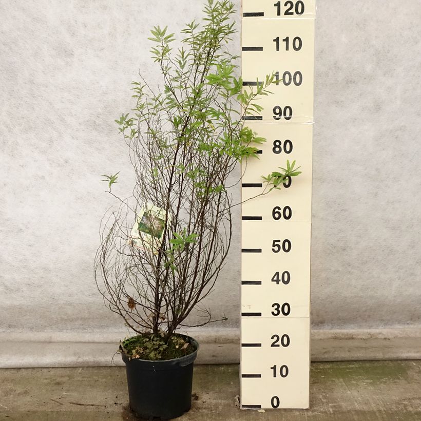 Exemplaar van Calliandra surinamensis Dixie Pink - Surinaamse poederkwast Pot van 7,5 l/10 l zoals geleverd in de herfst