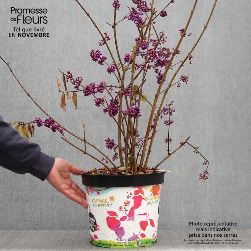 Exemplaar van Callicarpa Imperial Pearl - Schoonvrucht Pot van 7,5 l/10 l zoals geleverd in de herfst