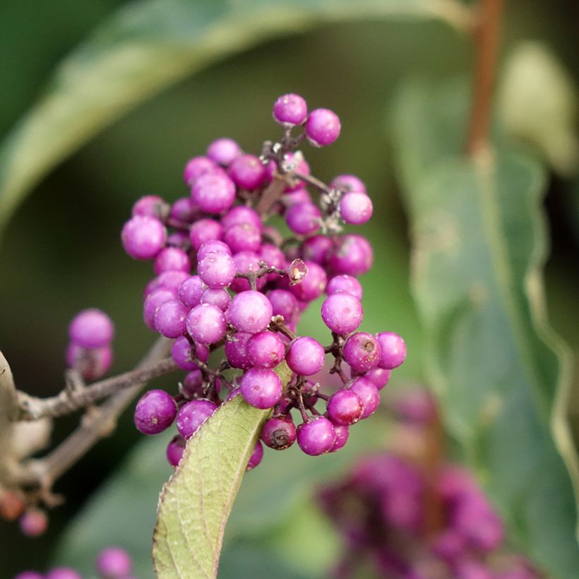 Callicarpa Imperial Pearl - Schoonvrucht (Bloei)