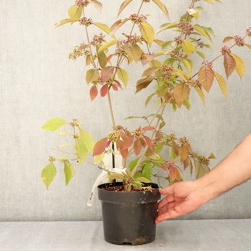 Exemplaar van Callicarpa Imperial Pearl - Schoonvrucht Pot van 3 l/4 l zoals geleverd in de zomer
