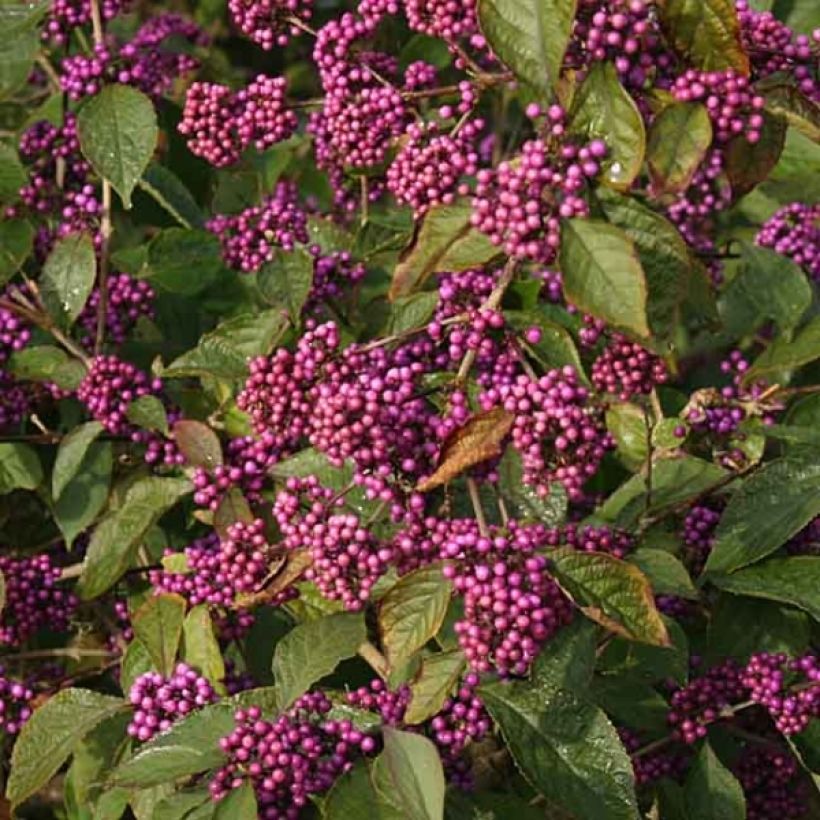 Callicarpa bodinieri var. giraldii Profusion - Schoonvrucht (Bloei)