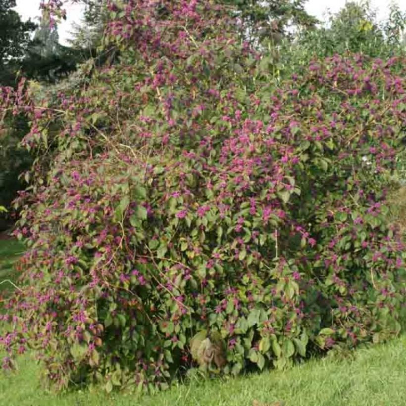 Callicarpa bodinieri var. giraldii Profusion - Schoonvrucht (Groeiplaats)
