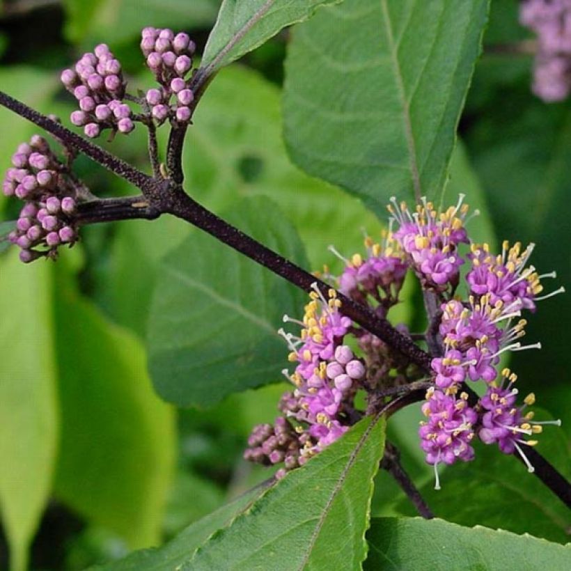 Callicarpa bodinieri var. giraldii Profusion - Schoonvrucht (Blad)