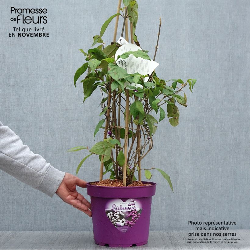 Exemplaar van Callicarpa bodinieri Liebespaar - Arbuste aux bonbons Pot de 7,5L/10L zoals geleverd in de herfst
