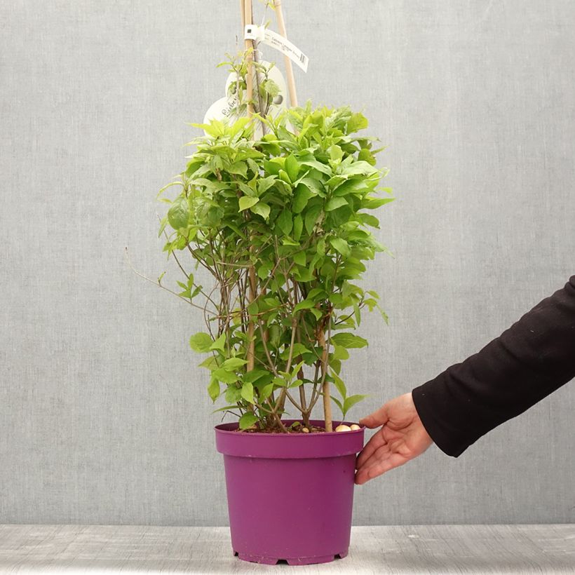 Exemplaar van Callicarpa Liebespaar - Schoonvrucht Pot van 7,5 l/10 l zoals geleverd in de lente