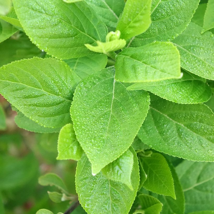 Callicarpa Liebespaar - Schoonvrucht (Blad)