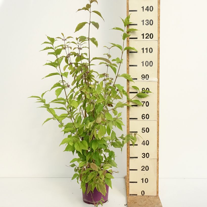 Exemplaar van Callicarpa Liebespaar - Schoonvrucht Pot van 7,5 l/10 l zoals geleverd in de zomer