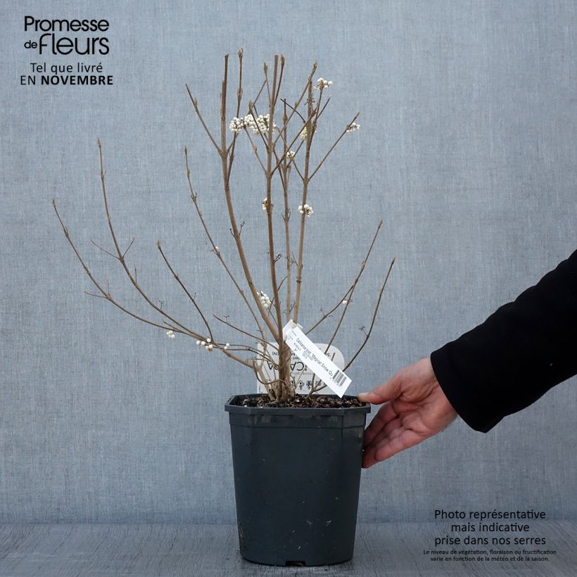 Exemplaar van Callicarpa Magical Snowqueen - Schoonvrucht Pot van 3 l/4 l zoals geleverd in de herfst