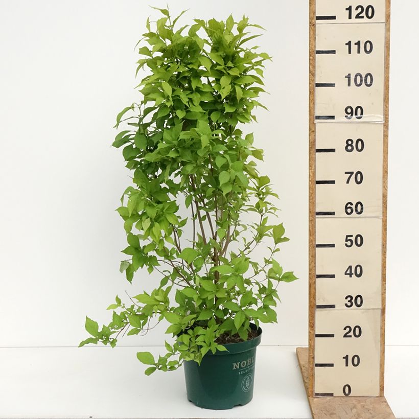 Exemplaar van Callicarpa Magical Snowqueen - Schoonvrucht Pot van 7,5 l/10 l zoals geleverd in de lente