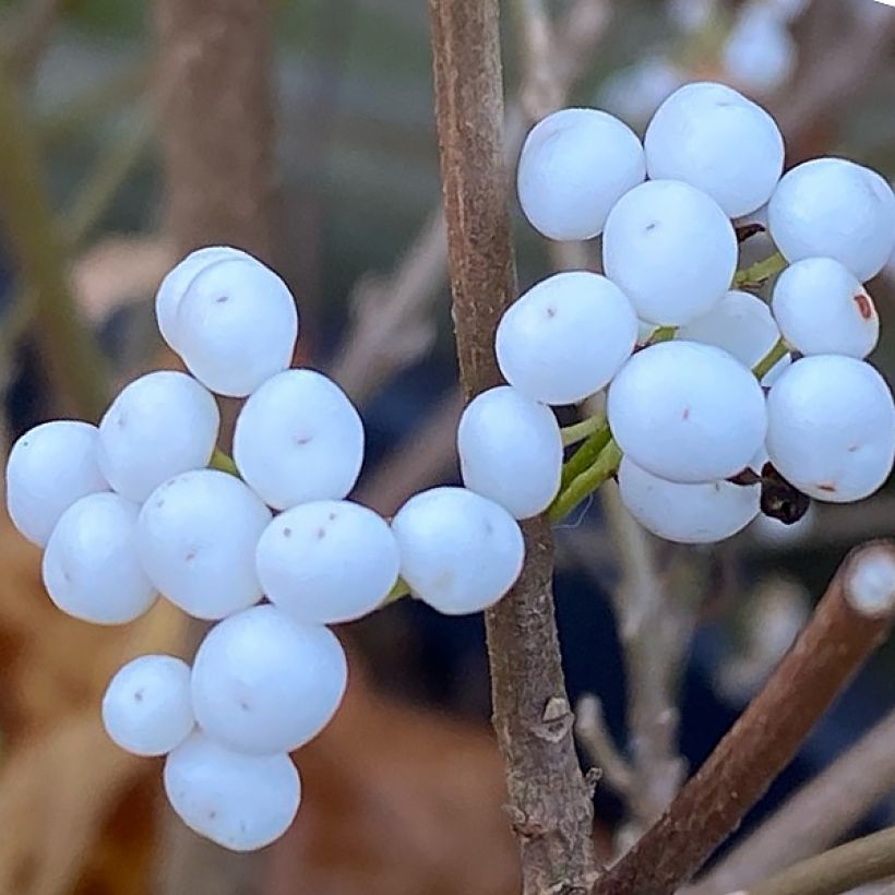 Callicarpa Magical Snowstar - Schoonvrucht (Oogst)