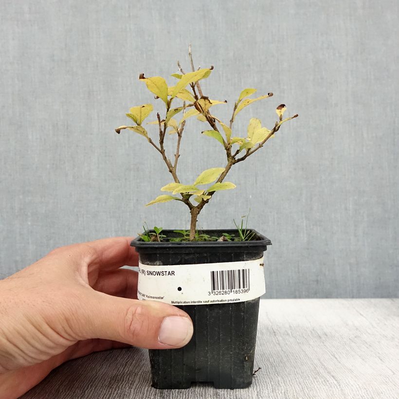 Exemplaar van Callicarpa Magical Snowstar - Schoonvrucht Kweekpotje van 8/9 cm zoals geleverd in de herfst