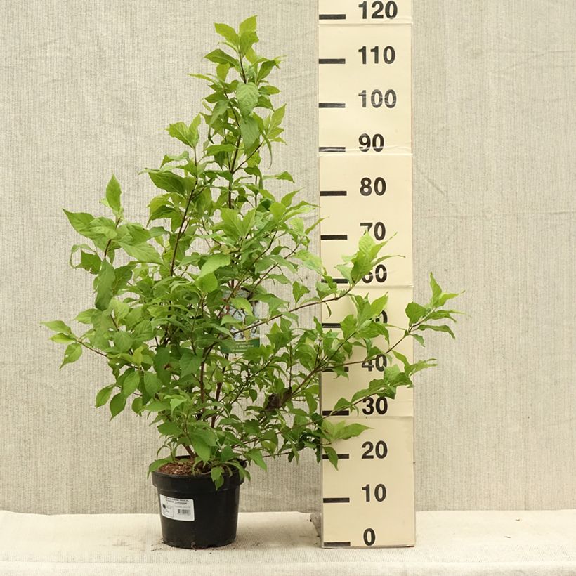Exemplaar van Callicarpa Magical Snowstar - Schoonvrucht Pot van 3 l/4 l zoals geleverd in de zomer