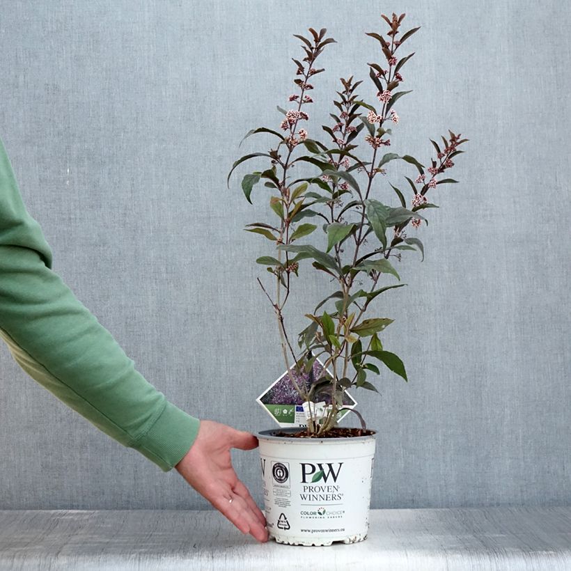 Exemplaar van Callicarpa Pearl Glam - Schoonvrucht Pot van 3 l/4 l zoals geleverd in de zomer