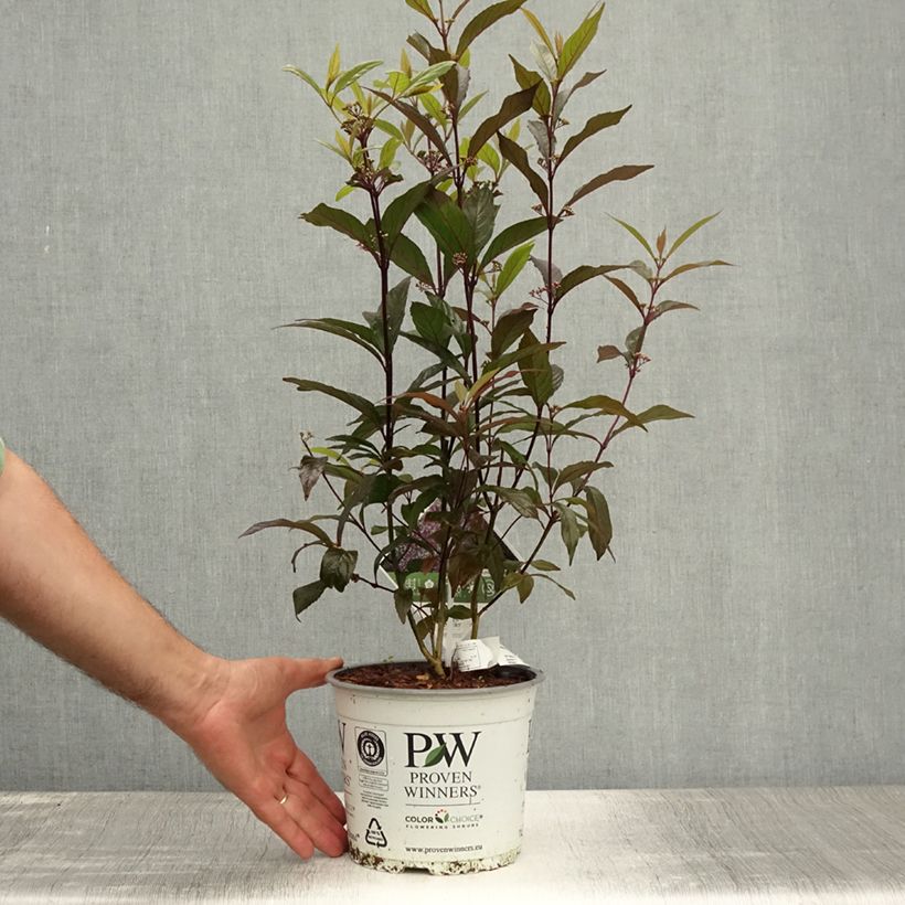 Exemplaar van Callicarpa Pearl Glam - Schoonvrucht Pot van 7,5 l/10 l zoals geleverd in de zomer