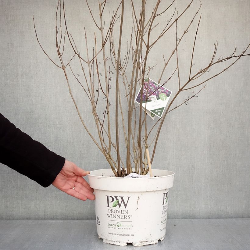 Exemplaar van Callicarpa Pearl Glam - Schoonvrucht Pot van 7,5 l/10 l zoals geleverd in de winter