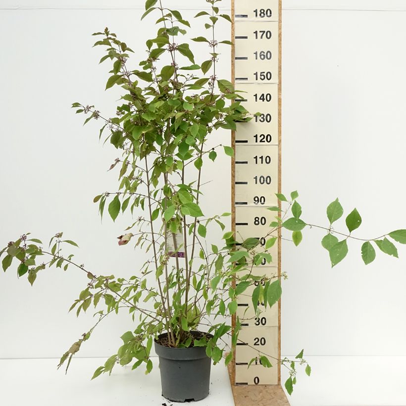 Exemplaar van Callicarpa bodinieri var. giraldii Profusion - Schoonvrucht Pot van 12 l/15 l zoals geleverd in de zomer