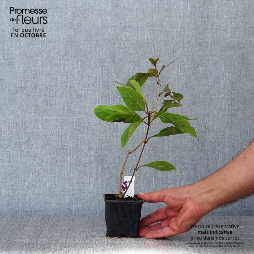 Exemplaar van Callicarpa bodinieri var. giraldii Profusion - Schoonvrucht Kweekpotje van 8/9 cm zoals geleverd in de herfst