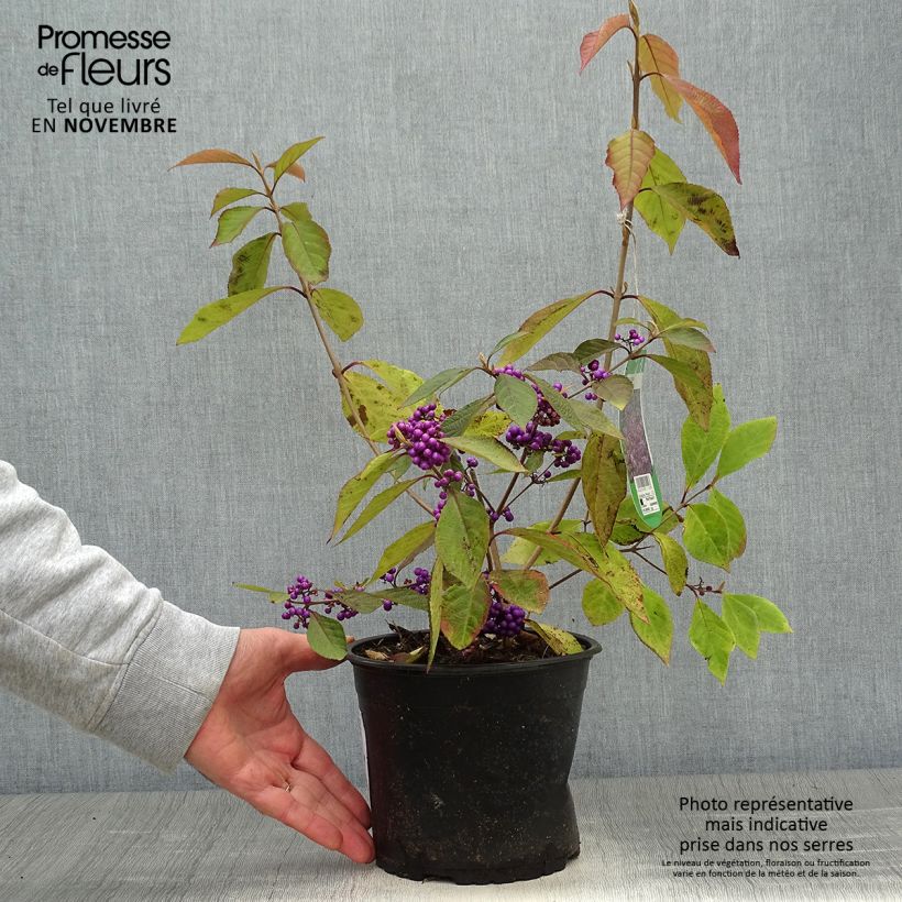 Exemplaar van Callicarpa bodinieri var. giraldii Profusion - Schoonvrucht Pot van 2 l/3 l zoals geleverd in de herfst