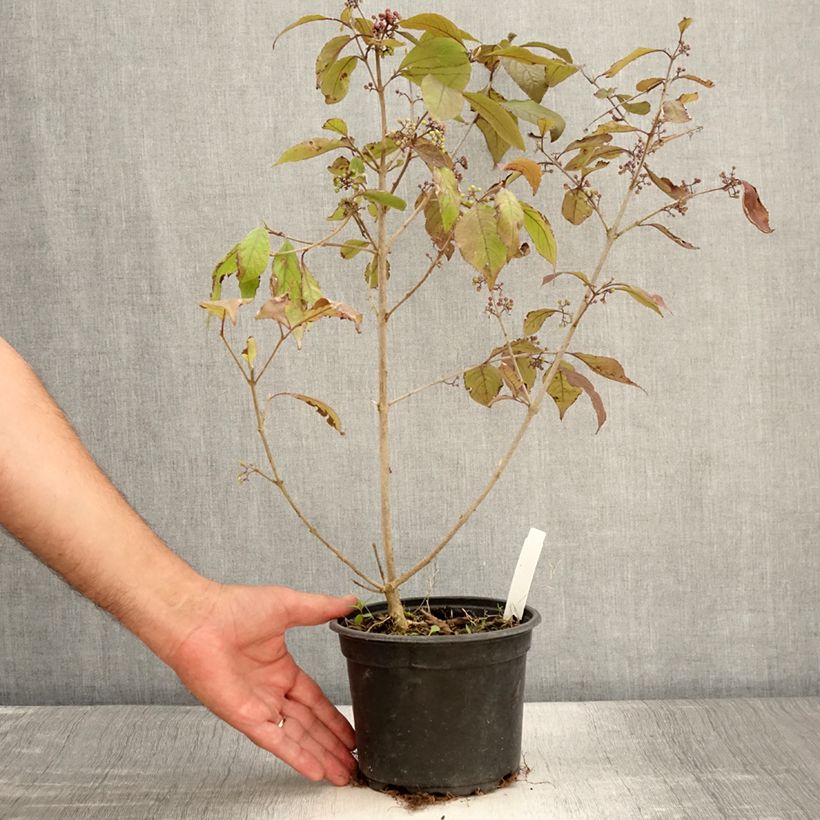Exemplaar van Callicarpa bodinieri var. giraldii Profusion - Schoonvrucht Pot van 2 l/3 l zoals geleverd in de zomer
