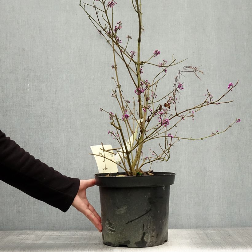 Exemplaar van Callicarpa bodinieri var. giraldii Profusion - Schoonvrucht Pot van 7,5 l/10 l zoals geleverd in de herfst