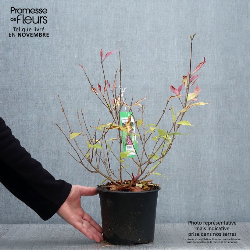 Exemplaar van Callicarpa dichotoma Cardinal - Schoonvrucht Pot van 2 l/3 l zoals geleverd in de herfst