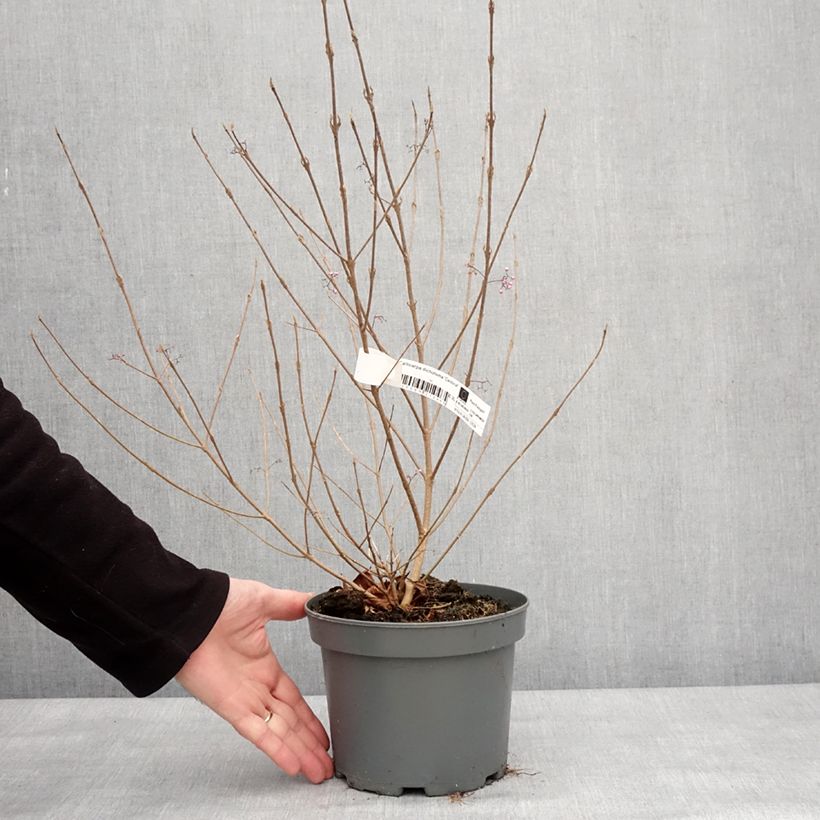 Exemplaar van Callicarpa dichotoma Cardinal - Schoonvrucht Pot van 2 l/3 l zoals geleverd in de winter