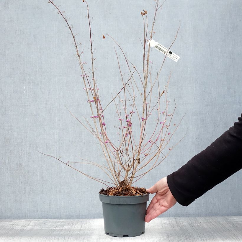Exemplaar van Callicarpa dichotoma Issai - Schoonvrucht Pot van 3 l/4 l zoals geleverd in de herfst