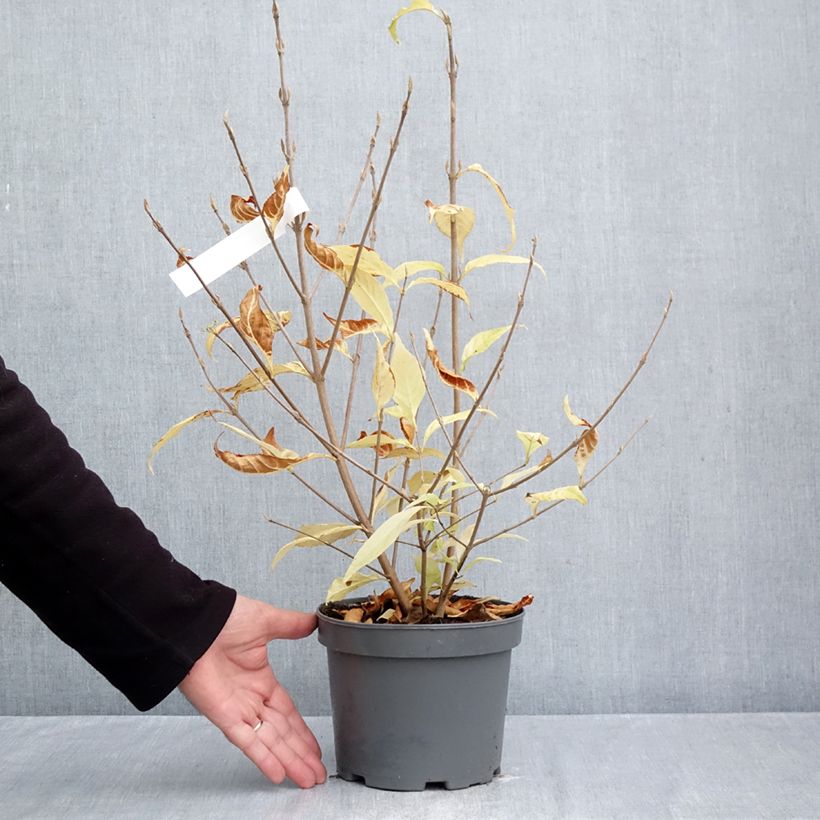 Exemplaar van Callicarpa japonica Leucocarpa - Schoonvrucht Pot van 2 l/3 l zoals geleverd in de herfst
