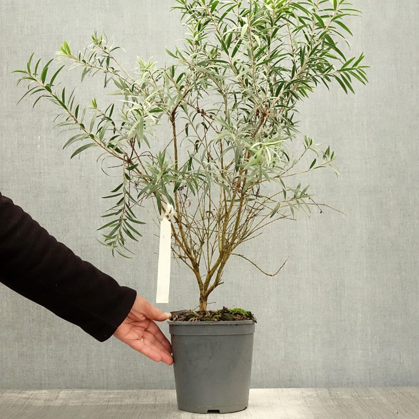Exemplaar van Callistemon masotti Mini Red - Lampenpoetser Pot van 3 l/4 l, Struik zoals geleverd in de herfst