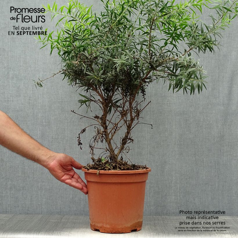 Exemplaar van Callistemon masotti Mini Red - Lampenpoetser Pot van 7,5 l/10 l zoals geleverd in de herfst