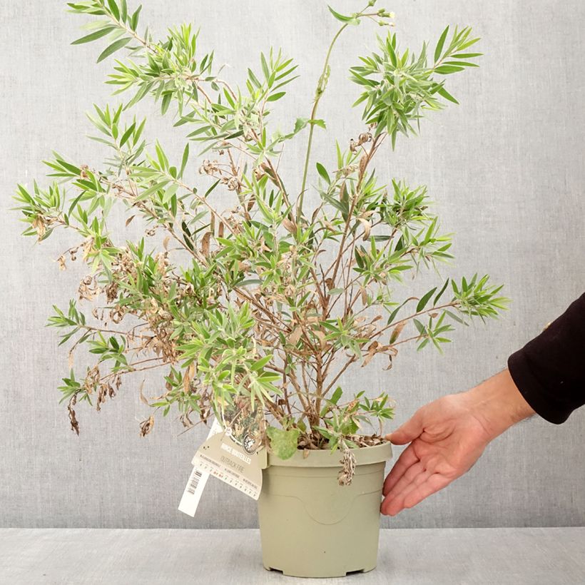Exemplaar van Callistemon Outback Fire - Lampenpoetser Pot van 3 l/4 l zoals geleverd in de herfst
