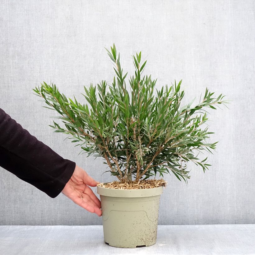 Exemplaar van Callistemon Outback Fire - Lampenpoetser Pot van 3 l/4 l zoals geleverd in de winter
