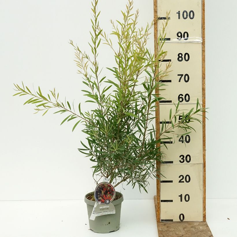 Exemplaar van Callistemon Outback Flame - Lampenpoetser Pot van 3 l/4 l zoals geleverd in de zomer