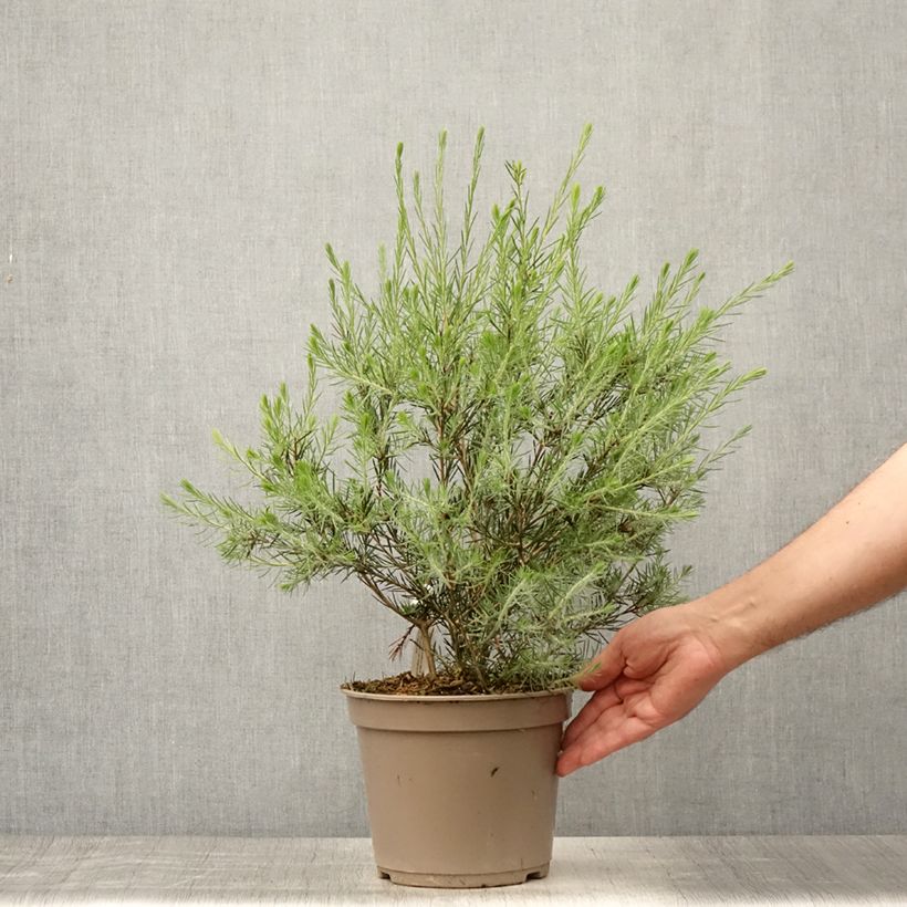 Exemplaar van Callistemon pityoides Widdicomb Gem - Lampenpoetser Pot van 4 l/5 l zoals geleverd in de zomer