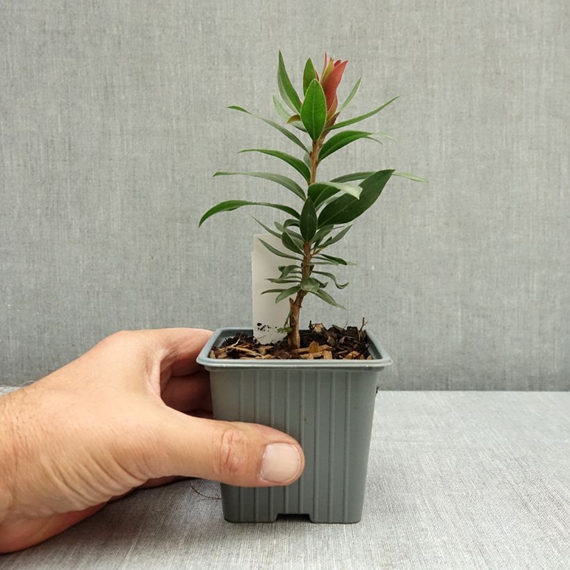 Exemplaar van Callistemon citrinus Red rocket - Lampenpoetser Kweekpotje van 8/9 cm zoals geleverd in de zomer