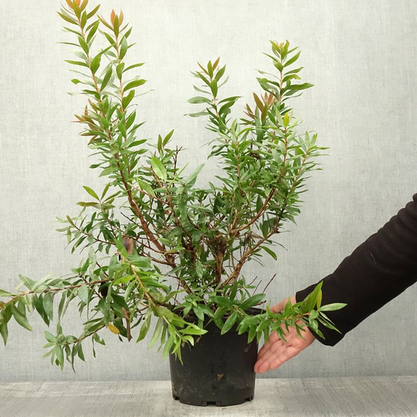 Exemplaar van Callistemon citrinus Red rocket - Lampenpoetser Pot van 3 l/4 l zoals geleverd in de herfst