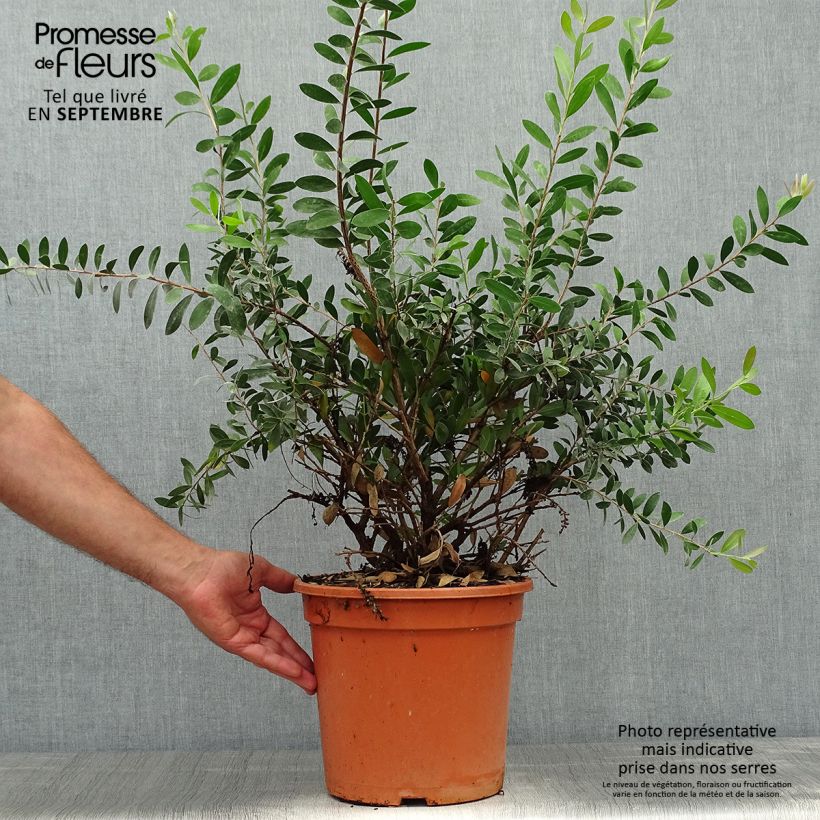 Exemplaar van Callistemon viminalis Bright Pink - Lampenpoetser Pot van 7,5 l/10 l zoals geleverd in de herfst