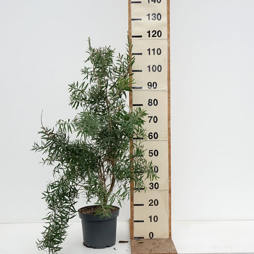 Exemplaar van Callistemon viminalis Hannah Ray - Lampenpoetser Pot van 7,5 l/10 l zoals geleverd in de winter