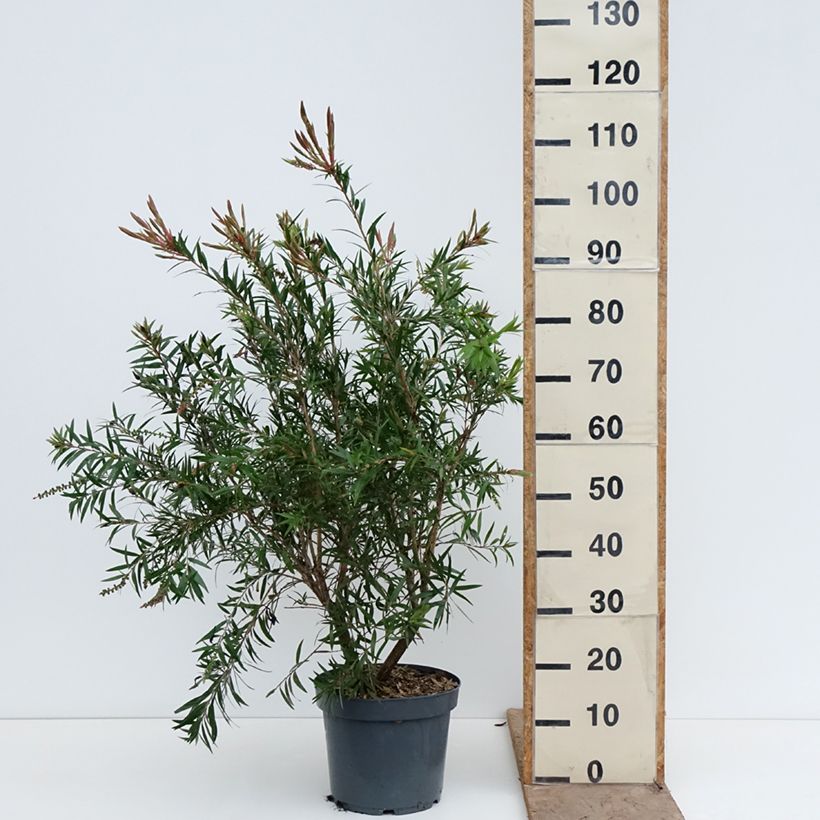 Exemplaar van Callistemon viminalis Hannah Ray - Lampenpoetser Pot van 7,5 l/10 l zoals geleverd in de lente