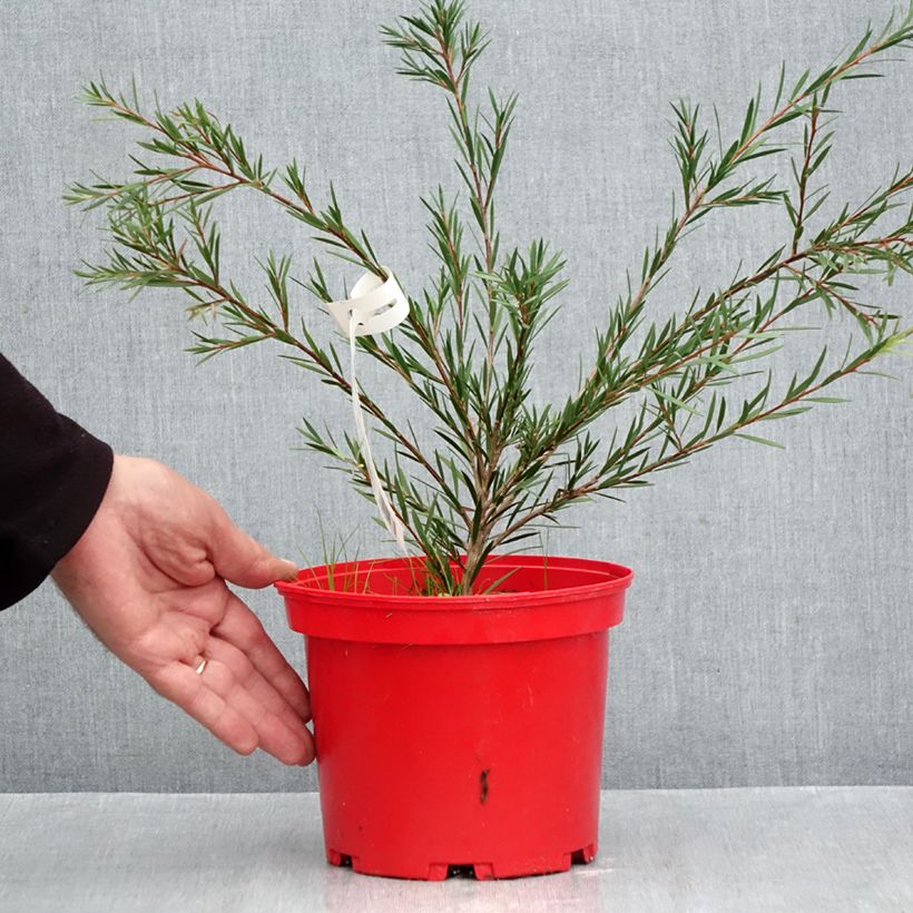 Exemplaar van Callistemon Woodlanders Hardy - Lampenpoetser Pot van 3 l/4 l zoals geleverd in de herfst