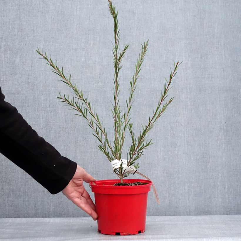 Exemplaar van Callistemon Woodlander's Hardy - Rince-bouteille Pot de 3L/4L zoals geleverd in de winter